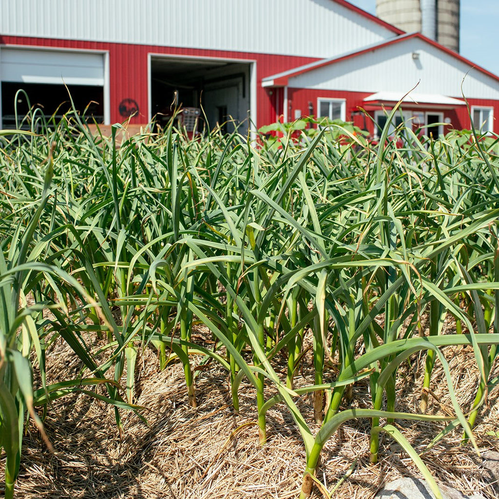 1 lb Bulk Mennonite Garlic Bulbs