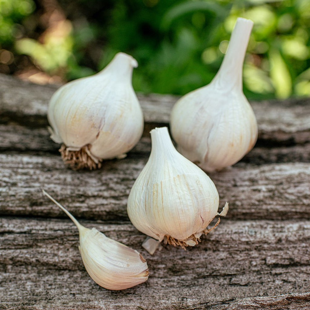 1 lb Bulk Mennonite Garlic Bulbs