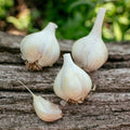 1 lb Bulk Mennonite Garlic Bulbs