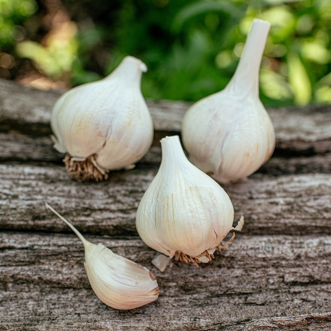 1 lb Bulk Mennonite Garlic Bulbs