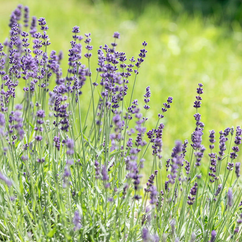 Lavender plants with purple flower spikes and green leaves growing in a sunlit grassy field.