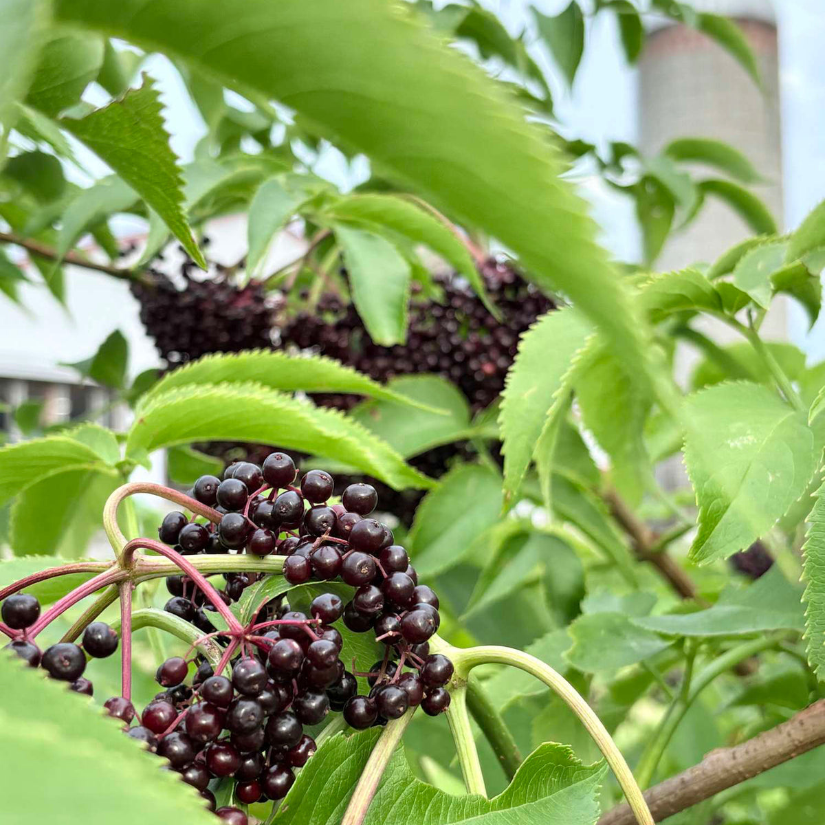 Clusters of dark purple elderberries hanging from leafy green branches, photographed outdoors with a blurred background.