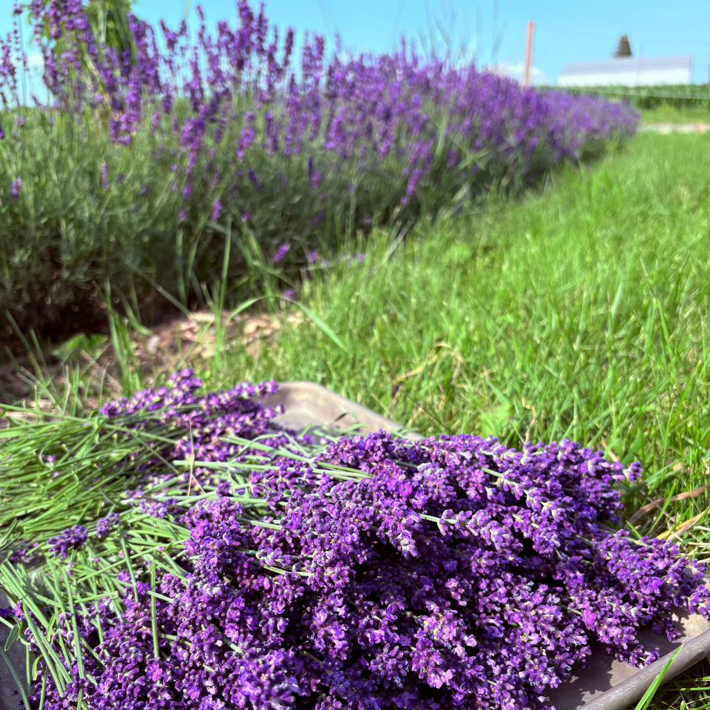 A close-up of freshly harvested purple lavender flowers spread out on a dark tray in a grassy field, with rows of lavender plants and a blue sky in the background.