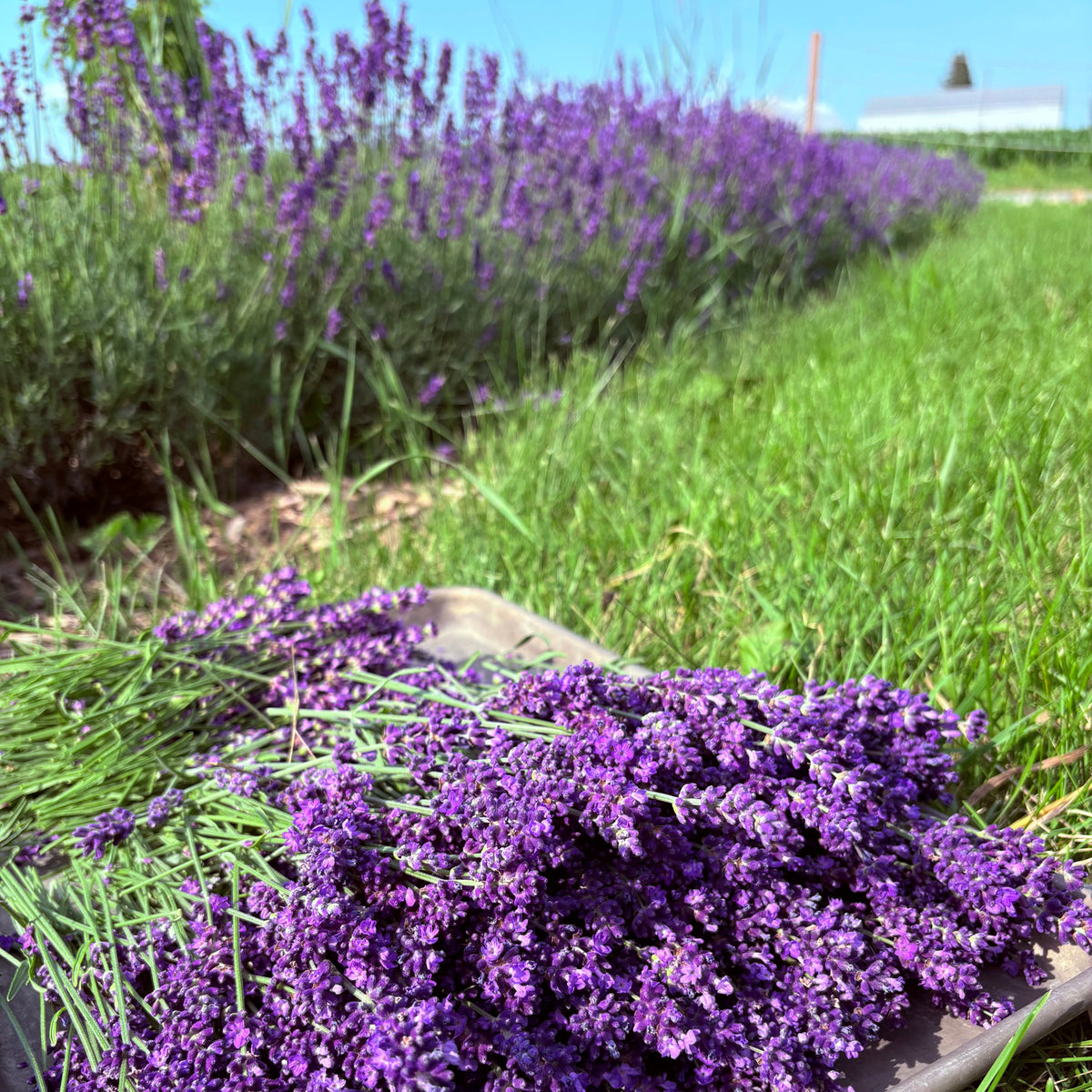 A close-up of freshly harvested purple lavender flowers spread out on a dark tray in a grassy field, with rows of lavender plants and a blue sky in the background.