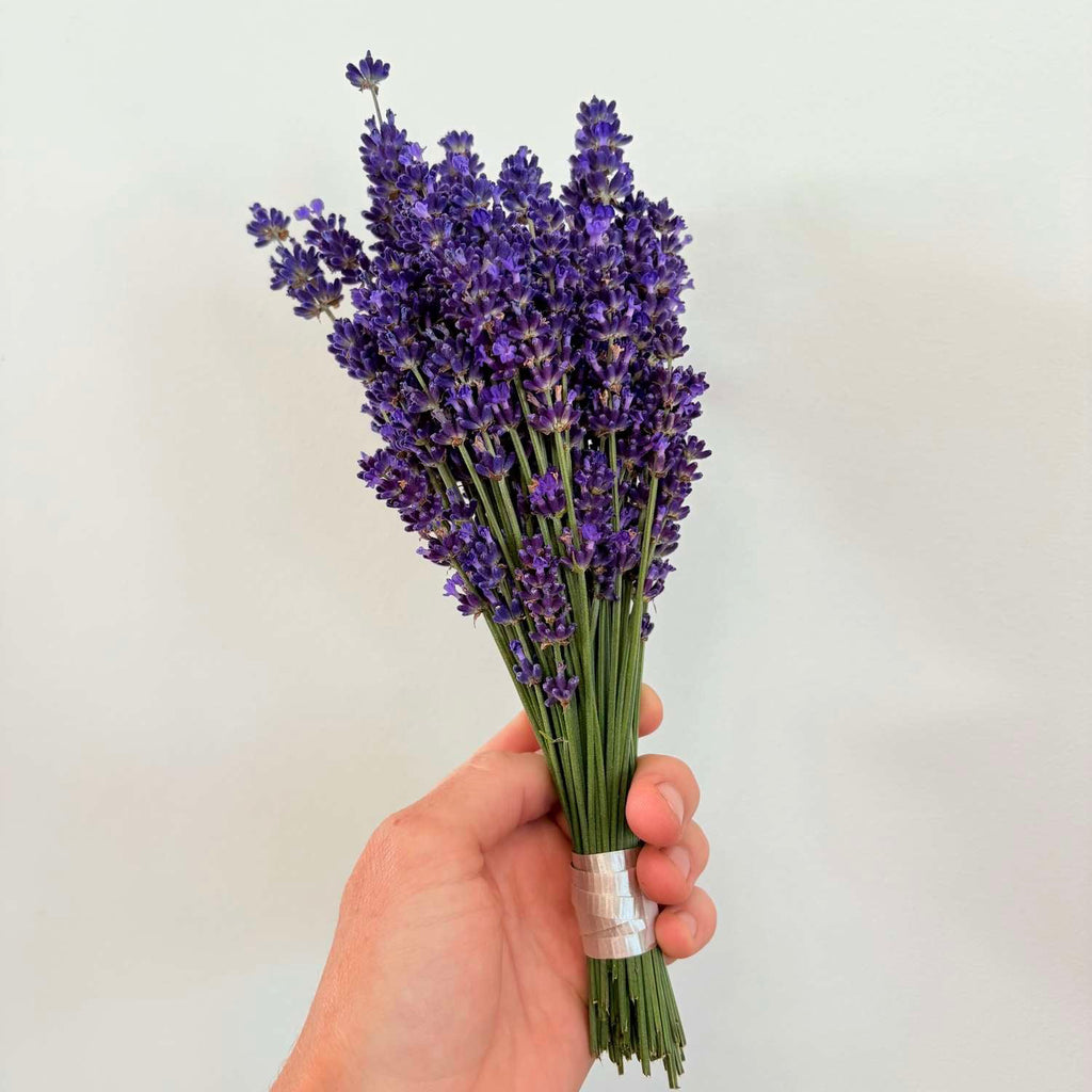 A hand holding a small bouquet of purple lavender stems tied with a white ribbon against a plain light background.
